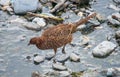 Female Common pheasant or Phasianus colchicus