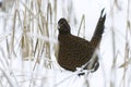 Common pheasant (Phasianus colchicus) female walking in deep snow. Royalty Free Stock Photo