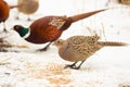 Common Pheasant, Phasianus colchicus. On a frosty winter morning, a bird stands in the snow and eats plant seeds