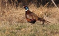 Common Pheasant (Phasianus colchicus) male