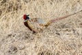 Common pheasant - Phasianus colchicus