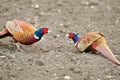 Common Pheasant (Phasianus colchicus) Royalty Free Stock Photo