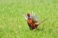 Common Pheasant (Phasianus colchicus) Royalty Free Stock Photo