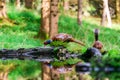 Common Pheasant Phasianus colchicus Royalty Free Stock Photo