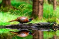 Common Pheasant Phasianus colchicus Royalty Free Stock Photo