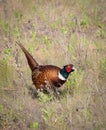 Common pheasant, Phasianus colchicus, Ring-necked Pheasant. The male stands in an overgrown meadow Royalty Free Stock Photo