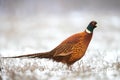 Common pheasant Phasianus colchicus Ring-necked pheasant in natural habitat, winter time, meadow Poland Europe Royalty Free Stock Photo