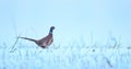 Common Pheasant Phasianus colchicus running across a snowy field Royalty Free Stock Photo