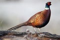 Common pheasant, Phasianus colchicus Royalty Free Stock Photo