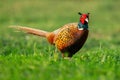 Common pheasant standing on green field in summer sun
