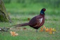 Common pheasant walking around in the park Royalty Free Stock Photo