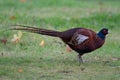Common pheasant walking around in the park Royalty Free Stock Photo