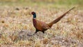 Common pheasant walking on field in agriculture land Royalty Free Stock Photo