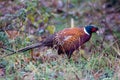 The common pheasant;Phasianus colchicus colchicus& x29; is a bird ... Of polygamous nature. Royalty Free Stock Photo