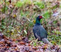 The common pheasant & x28;Phasianus colchicus colchicus& x29; is a bird ... Of polygamous nature. Royalty Free Stock Photo