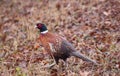 The common pheasant & x28;Phasianus colchicus colchicus& x29; is a bird ... Of polygamous nature. Royalty Free Stock Photo