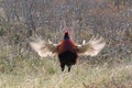 common pheasant (Phasianus colchicus) Texel, Holland