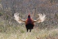 common pheasant & x28;Phasianus colchicus& x29; Texel, Holland