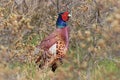 common pheasant & x28;Phasianus colchicus& x29; Texel, Holland