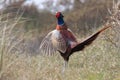 common pheasant (Phasianus colchicus) Texel, Holland