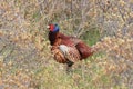 common pheasant (Phasianus colchicus) Texel, Holland