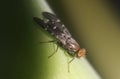 Common picture winged fly