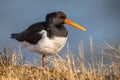 Common pied oystercatcher Royalty Free Stock Photo