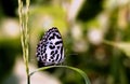 Common pierrot