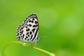 Common Pierrot butterfly