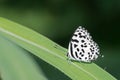 Common Pierrot butterfly Castalius rosimon