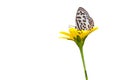 Common Pierrot Butterfly (Castalius rosimon) on white background