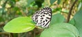 Common Pierrot Butterfly Resting on Green Leaf