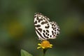 Common pierrot, Castailus sp, Lycaenidae, Gumti, Tripura