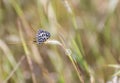 Common Pierrot Castalius rosimon rosimo Butterfly