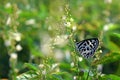 Common Pierrot Butterfly on forest plant flower