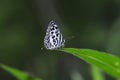 Common Pierrot small butterfly Royalty Free Stock Photo