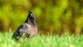 Common pigeon Columba livia, also called rock dove or rock pigeon sitting in tall green grass Royalty Free Stock Photo