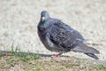 Common Pigeon Resting Royalty Free Stock Photo