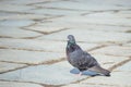 Common Pigeon Resting Royalty Free Stock Photo