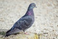 Common Pigeon Resting Royalty Free Stock Photo