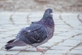 Common Pigeon Resting Royalty Free Stock Photo