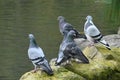 Common pigeon or Rock pigeon, 1.