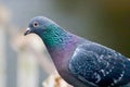 A common pigeon rock dove