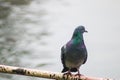 A pigeon sitting next to river