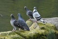 Common pigeon or Rock pigeon, 2.