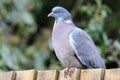 Common pigeon sat on a fence