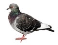 Common pigeon side view