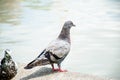 A common pigeon