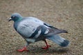 A common pigeon walking