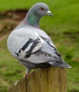 Common pigeon on a wooden post.